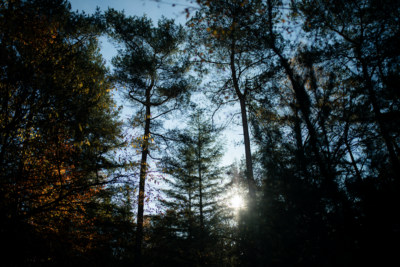 Tribe Tocht | Rippling